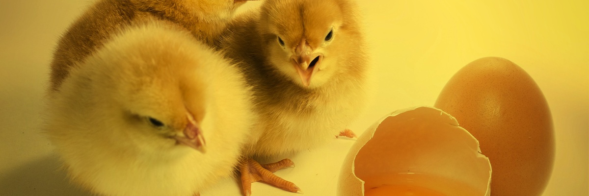 banner: Kuikens