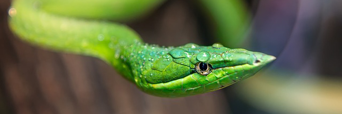 banner: Slang