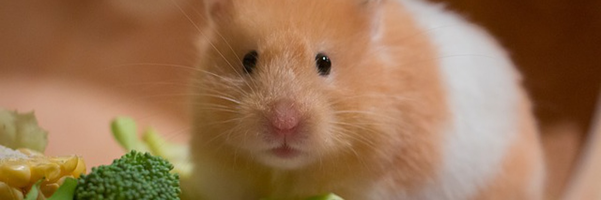 banner: Hamster