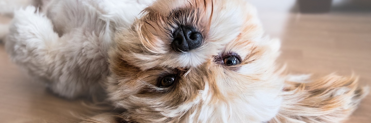banner: Hond