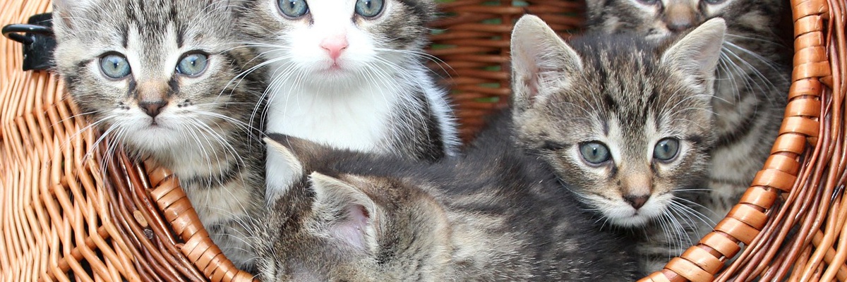 banner: Kat